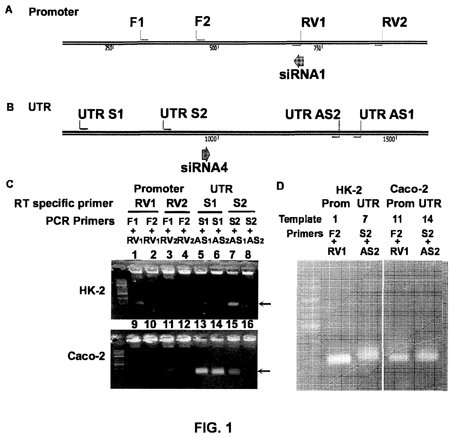 Patent US12134772 Figure 1 – Increasing gene expression
