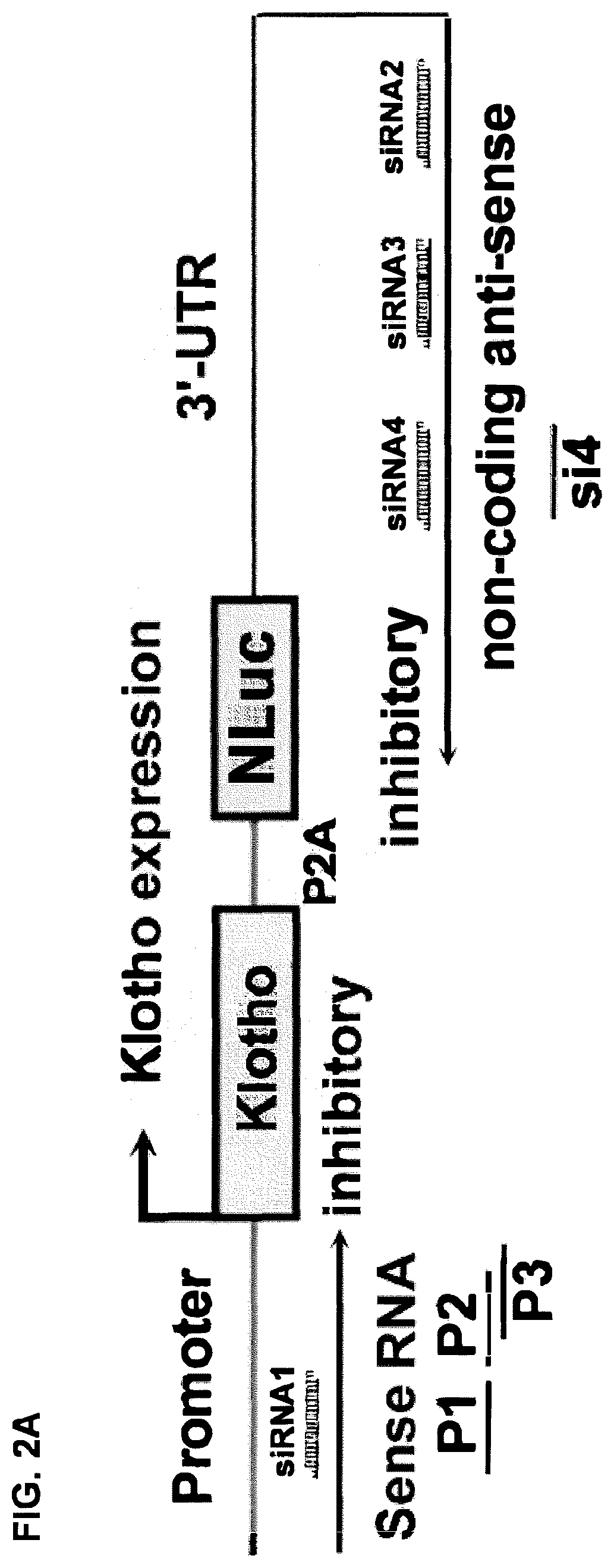 Patent US12134772 Figure 2 – Increasing gene expression