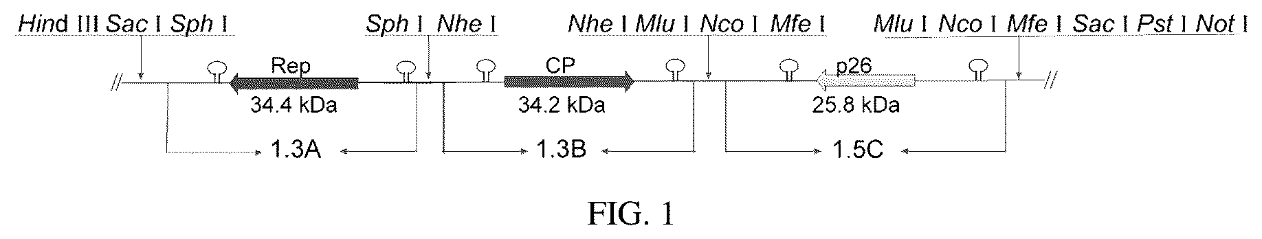 Patent US12134773 — Mycovirus-induced gene silencing vector, construction method and application thereof — Figure 1