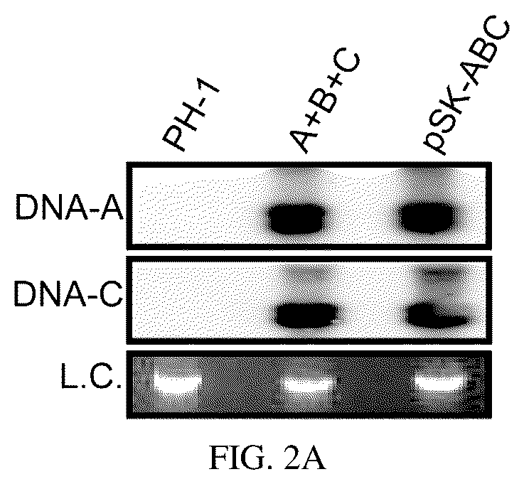 Patent US12134773 Figure 2 – Mycovirus-induced gene silencing vector, construction method and application thereof