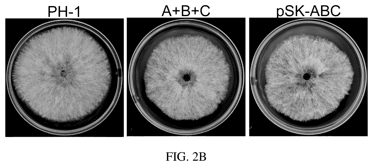 Patent US12134773 Figure 3 – Mycovirus-induced gene silencing vector, construction method and application thereof