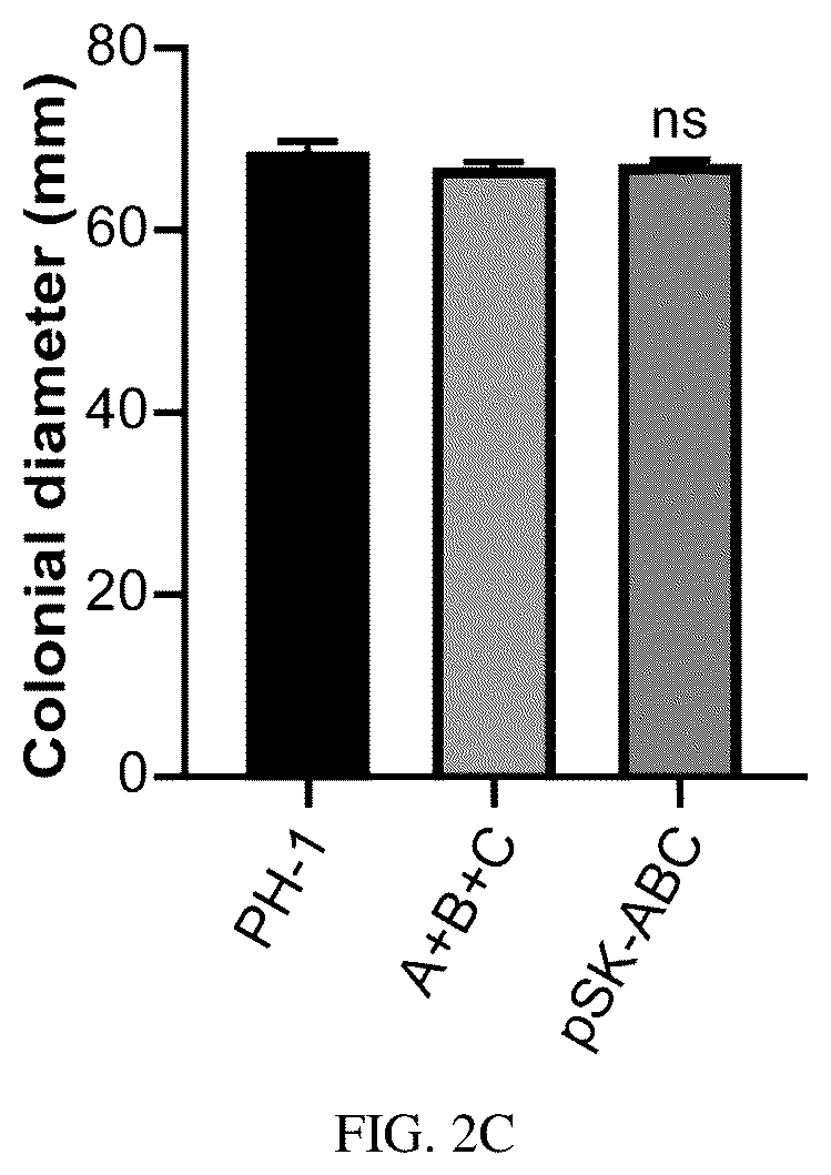 Patent US12134773 Figure 4 – Mycovirus-induced gene silencing vector, construction method and application thereof