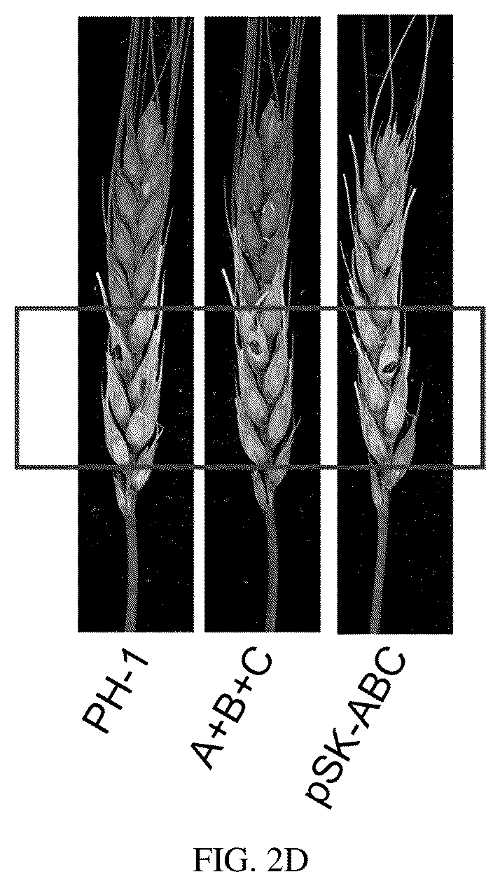 Patent US12134773 Figure 5 – Mycovirus-induced gene silencing vector, construction method and application thereof