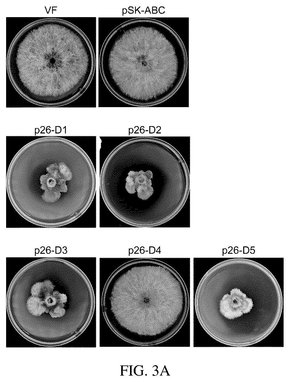 Patent US12134773 Figure 7 – Mycovirus-induced gene silencing vector, construction method and application thereof