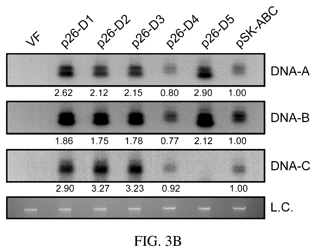 Patent US12134773 Figure 8 – Mycovirus-induced gene silencing vector, construction method and application thereof