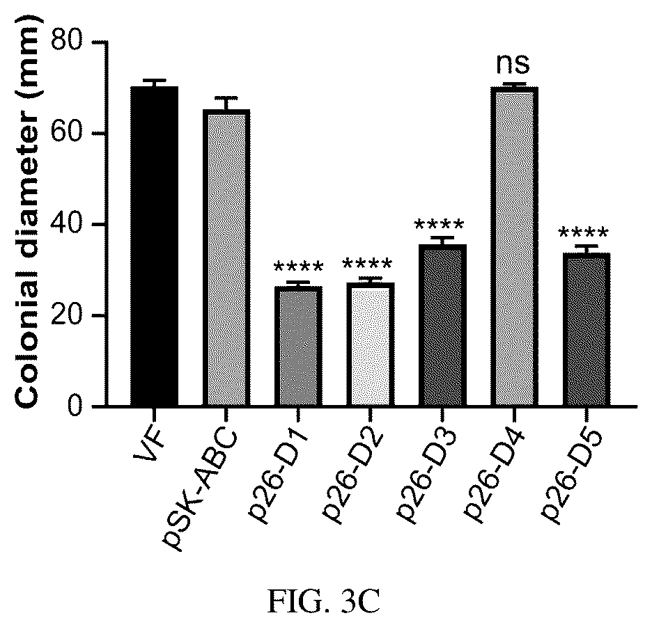 Patent US12134773 Figure 9 – Mycovirus-induced gene silencing vector, construction method and application thereof