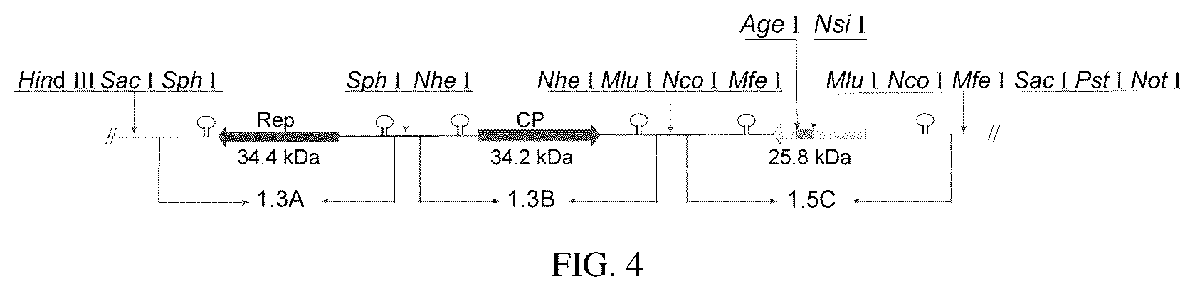 Patent US12134773 Figure 10 – Mycovirus-induced gene silencing vector, construction method and application thereof