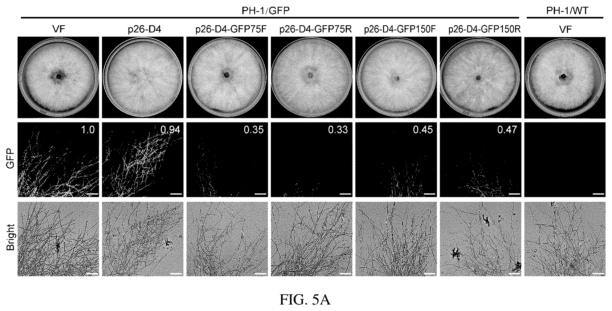 Patent US12134773 Figure 11 – Mycovirus-induced gene silencing vector, construction method and application thereof