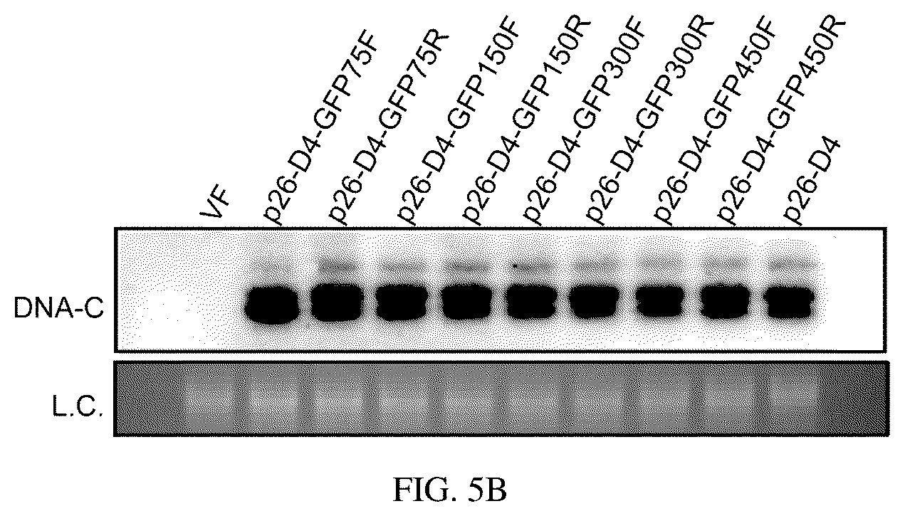 Patent US12134773 Figure 12 – Mycovirus-induced gene silencing vector, construction method and application thereof