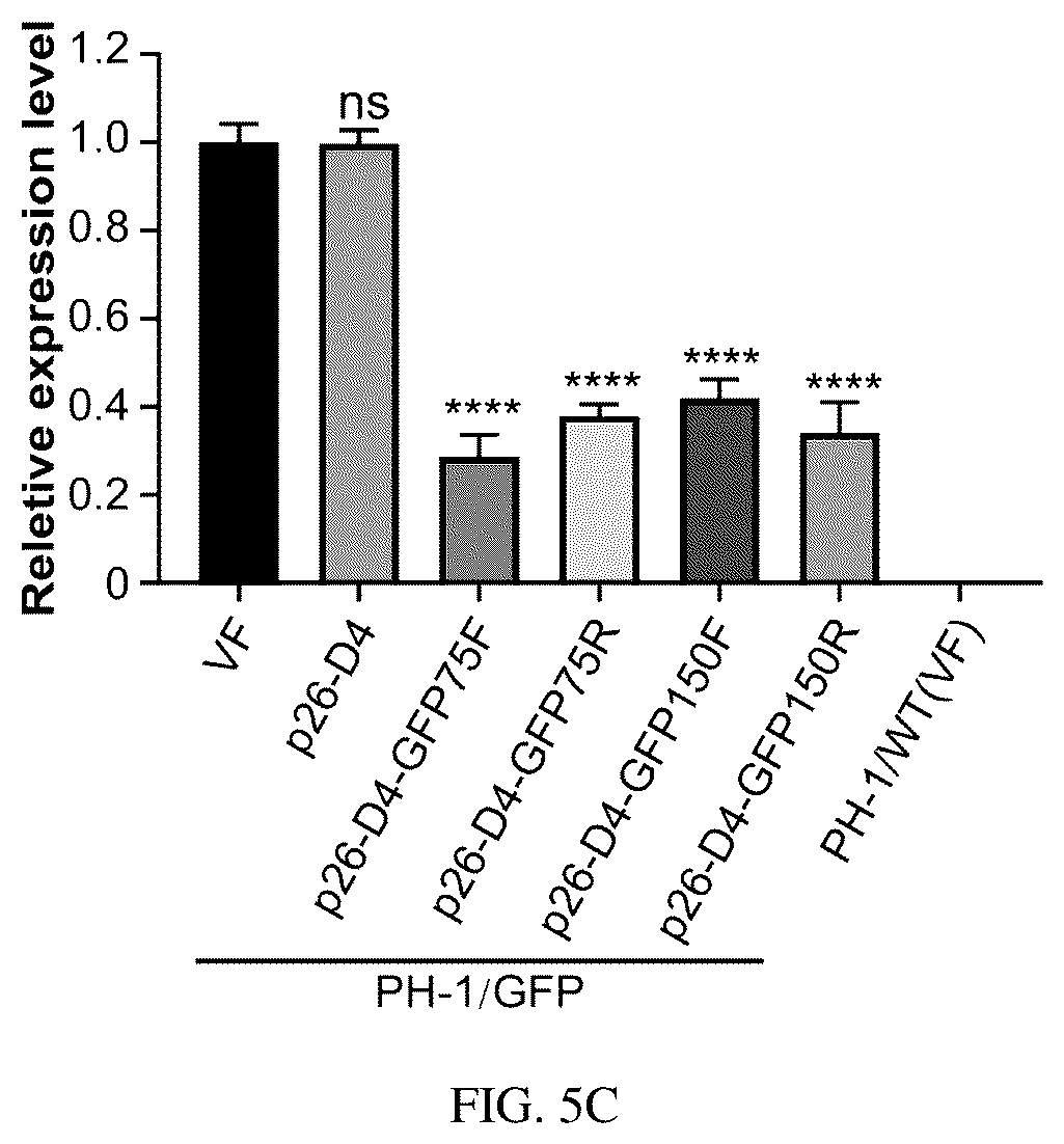 Patent US12134773 Figure 13 – Mycovirus-induced gene silencing vector, construction method and application thereof