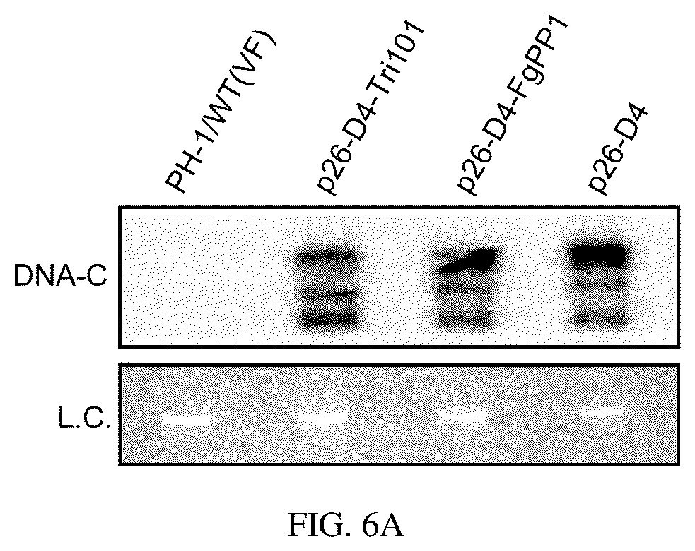 Patent US12134773 Figure 14 – Mycovirus-induced gene silencing vector, construction method and application thereof