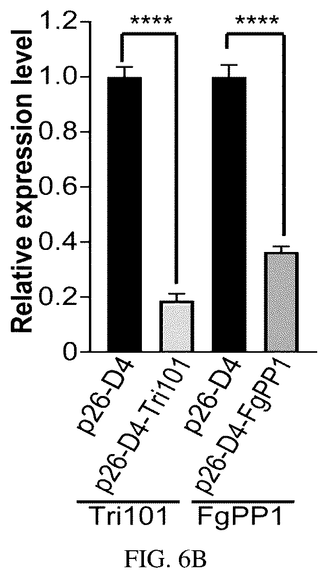 Patent US12134773 Figure 15 – Mycovirus-induced gene silencing vector, construction method and application thereof