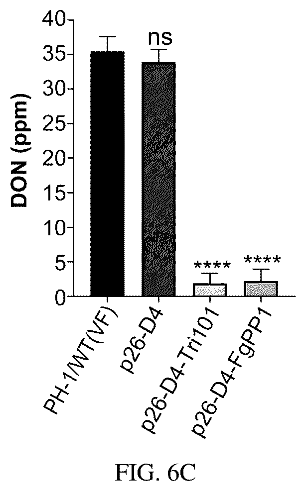 Patent US12134773 Figure 16 – Mycovirus-induced gene silencing vector, construction method and application thereof