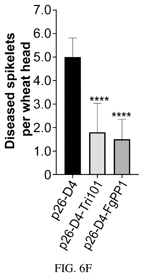 Patent US12134773 Figure 19 – Mycovirus-induced gene silencing vector, construction method and application thereof