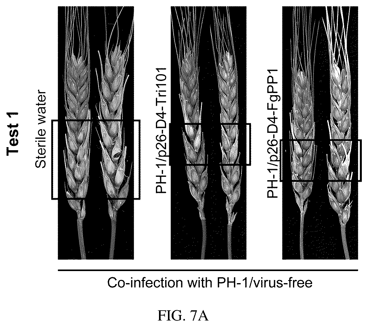 Patent US12134773 Figure 20 – Mycovirus-induced gene silencing vector, construction method and application thereof