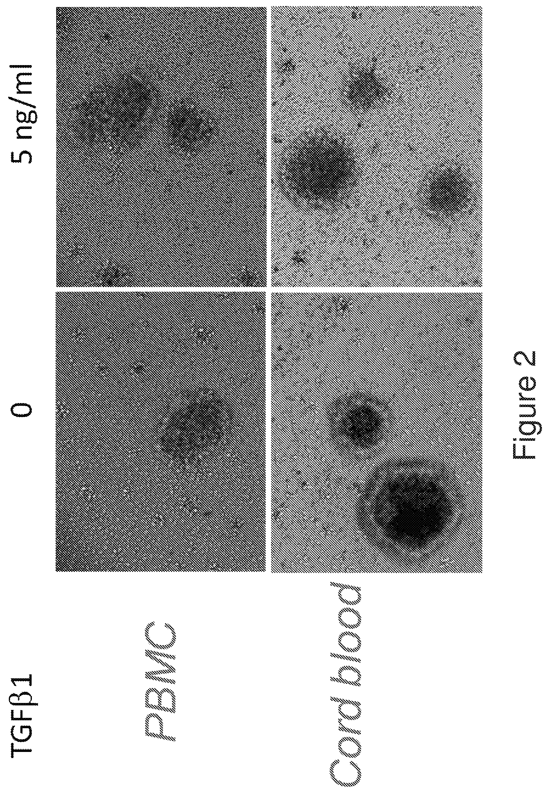Patent US12134782 Figure 2 – T cells derived from umbilical cord blood