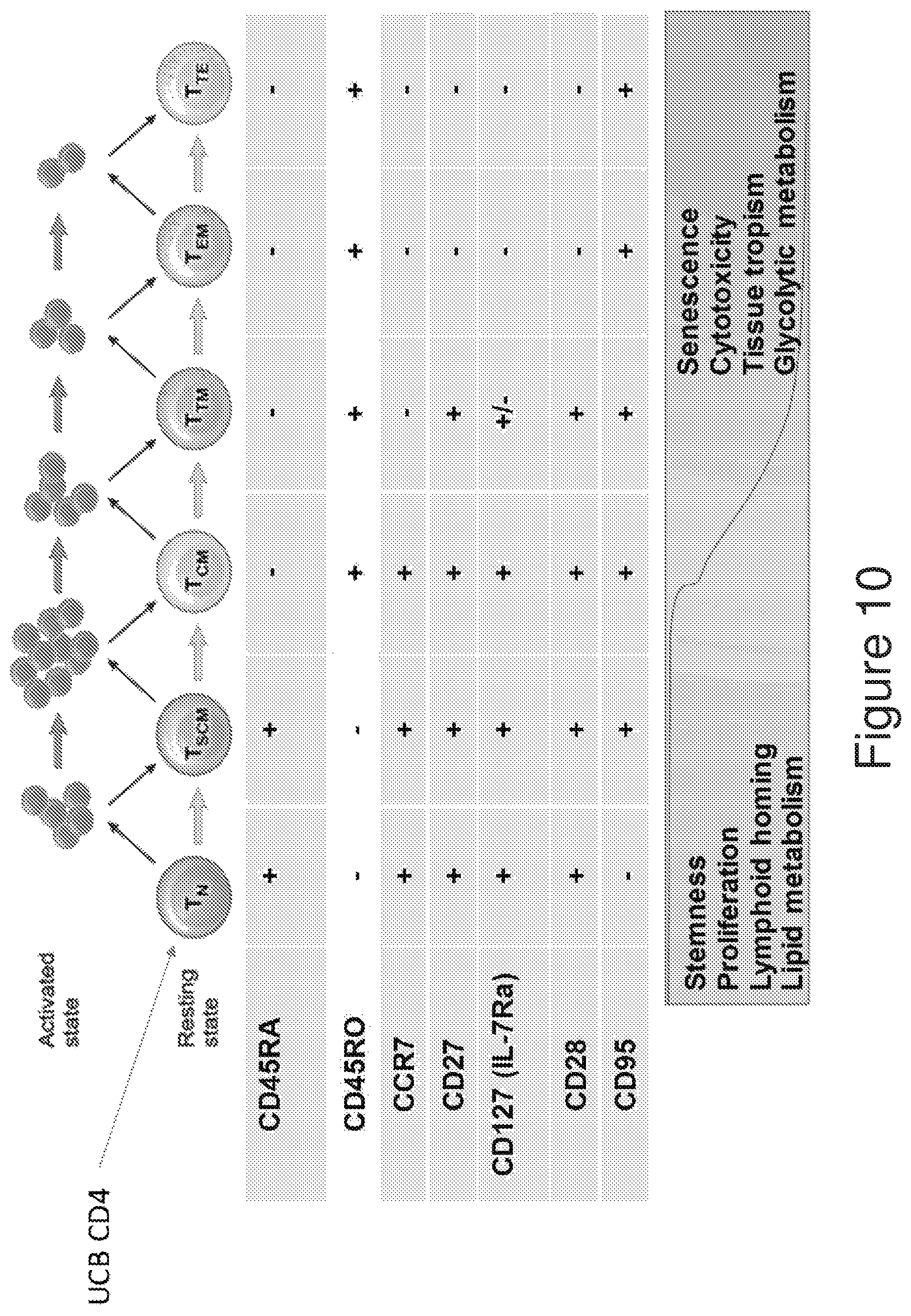Patent US12134782 Figure 10 – T cells derived from umbilical cord blood