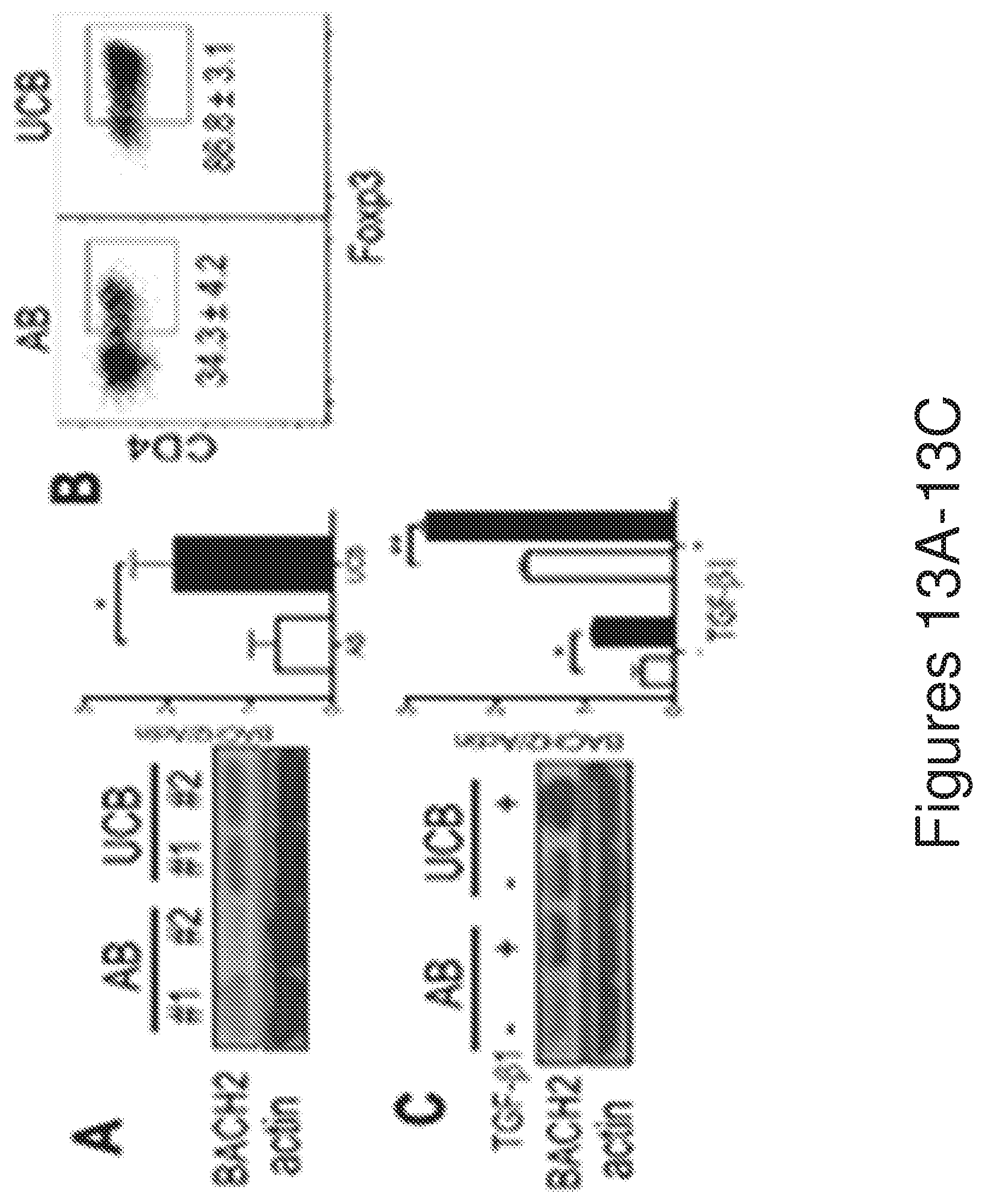 Patent US12134782 Figure 13 – T cells derived from umbilical cord blood