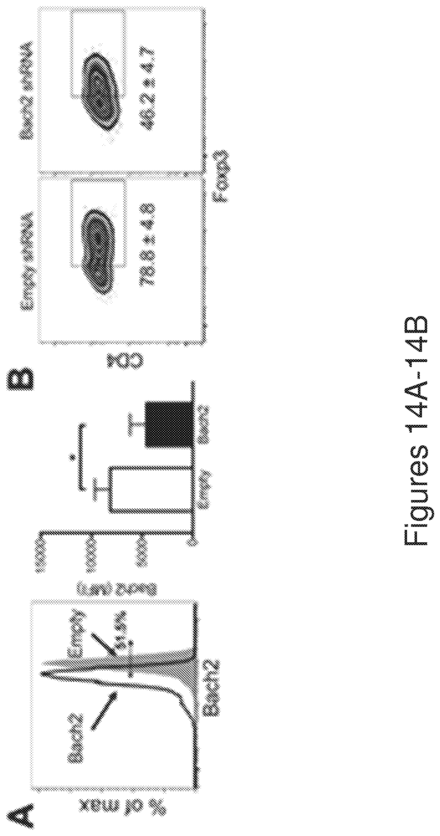 Patent US12134782 Figure 14 – T cells derived from umbilical cord blood