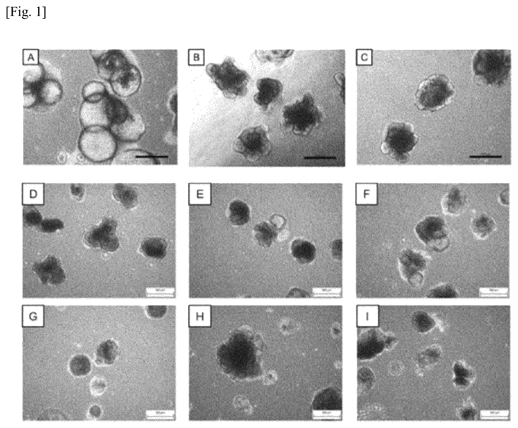 Patent US12134784 Figure 1 – Method for preparing intestinal tract cell layer derived from pluripotent stem cell