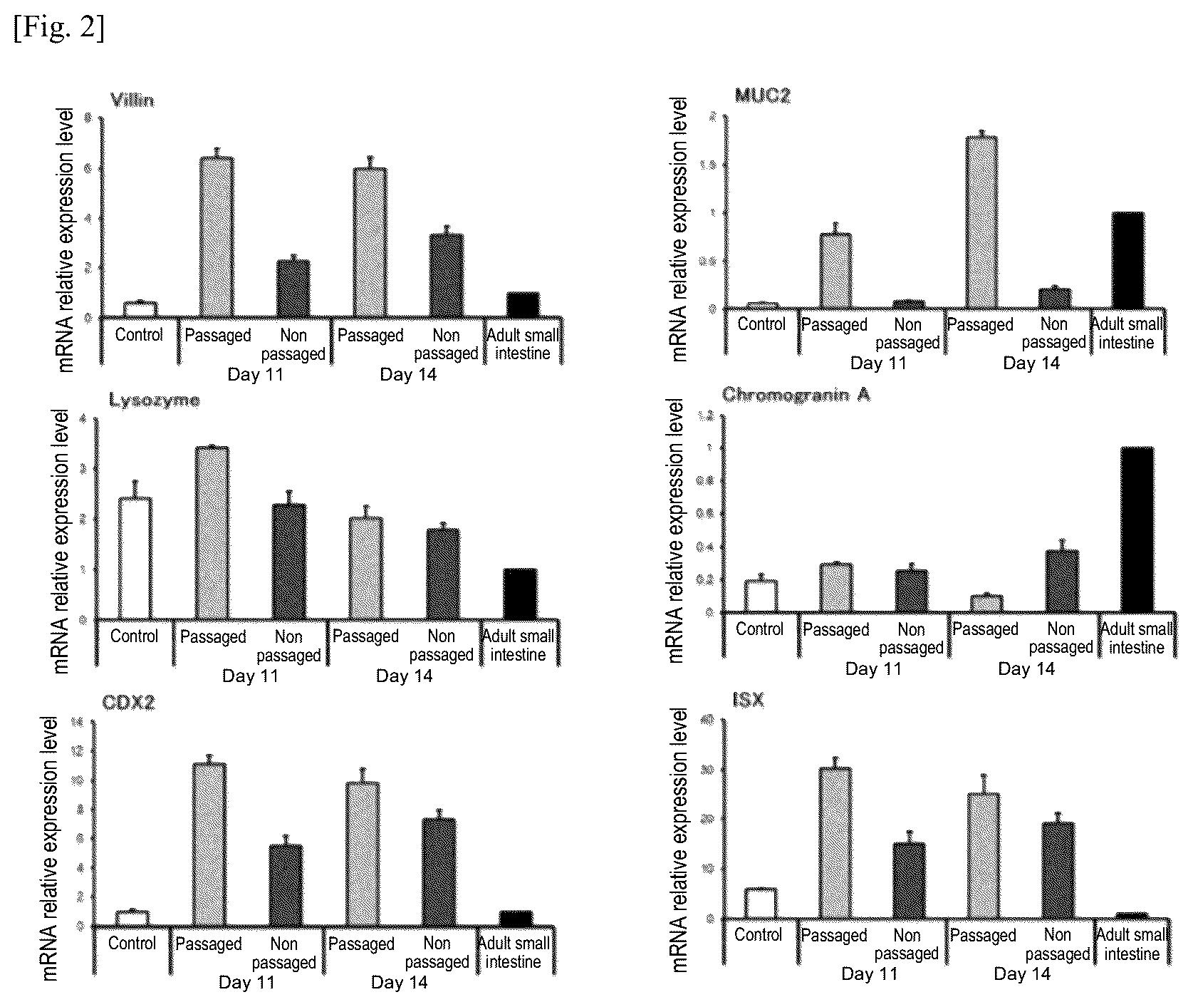 Patent US12134784 Figure 2 – Method for preparing intestinal tract cell layer derived from pluripotent stem cell