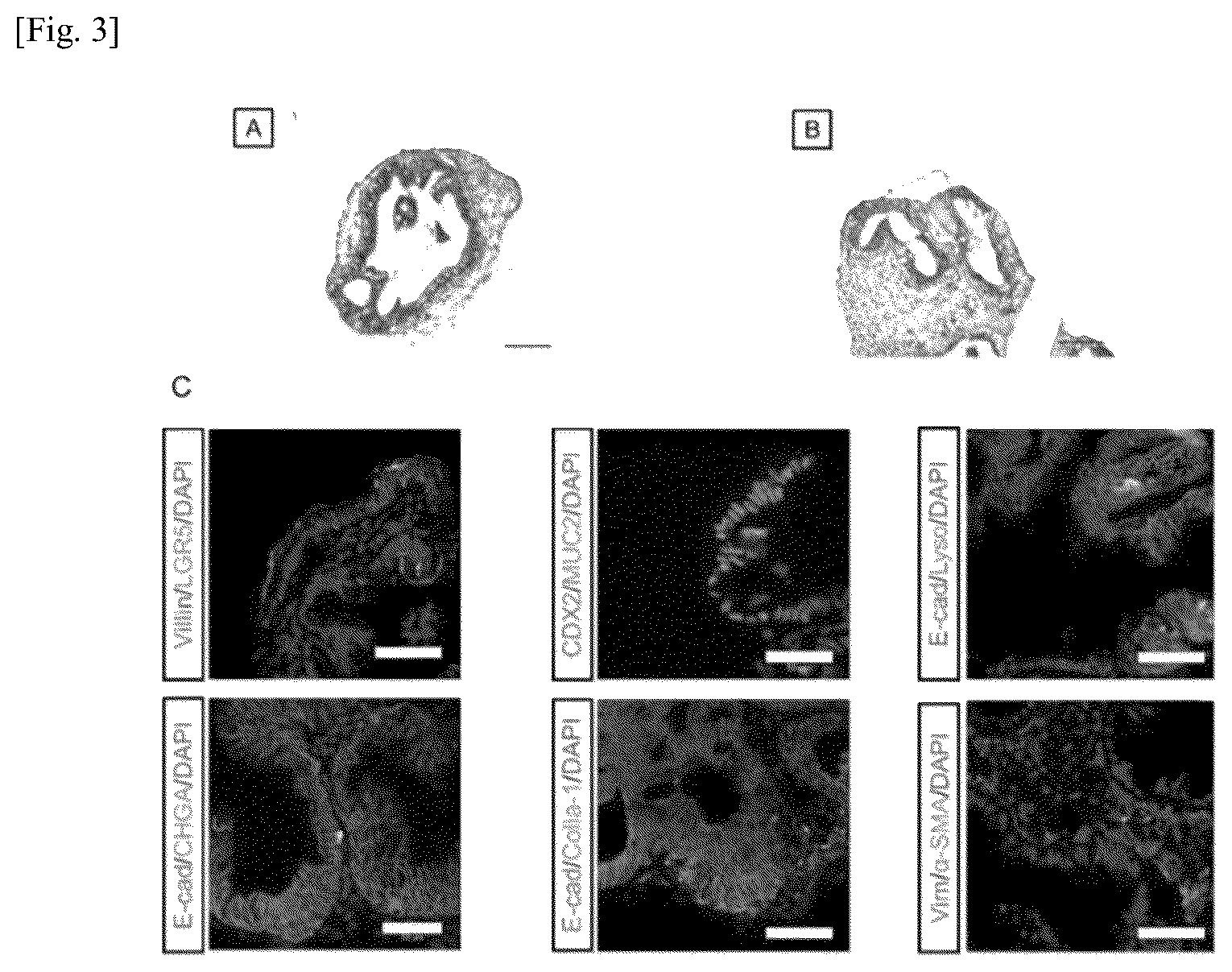 Patent US12134784 Figure 3 – Method for preparing intestinal tract cell layer derived from pluripotent stem cell