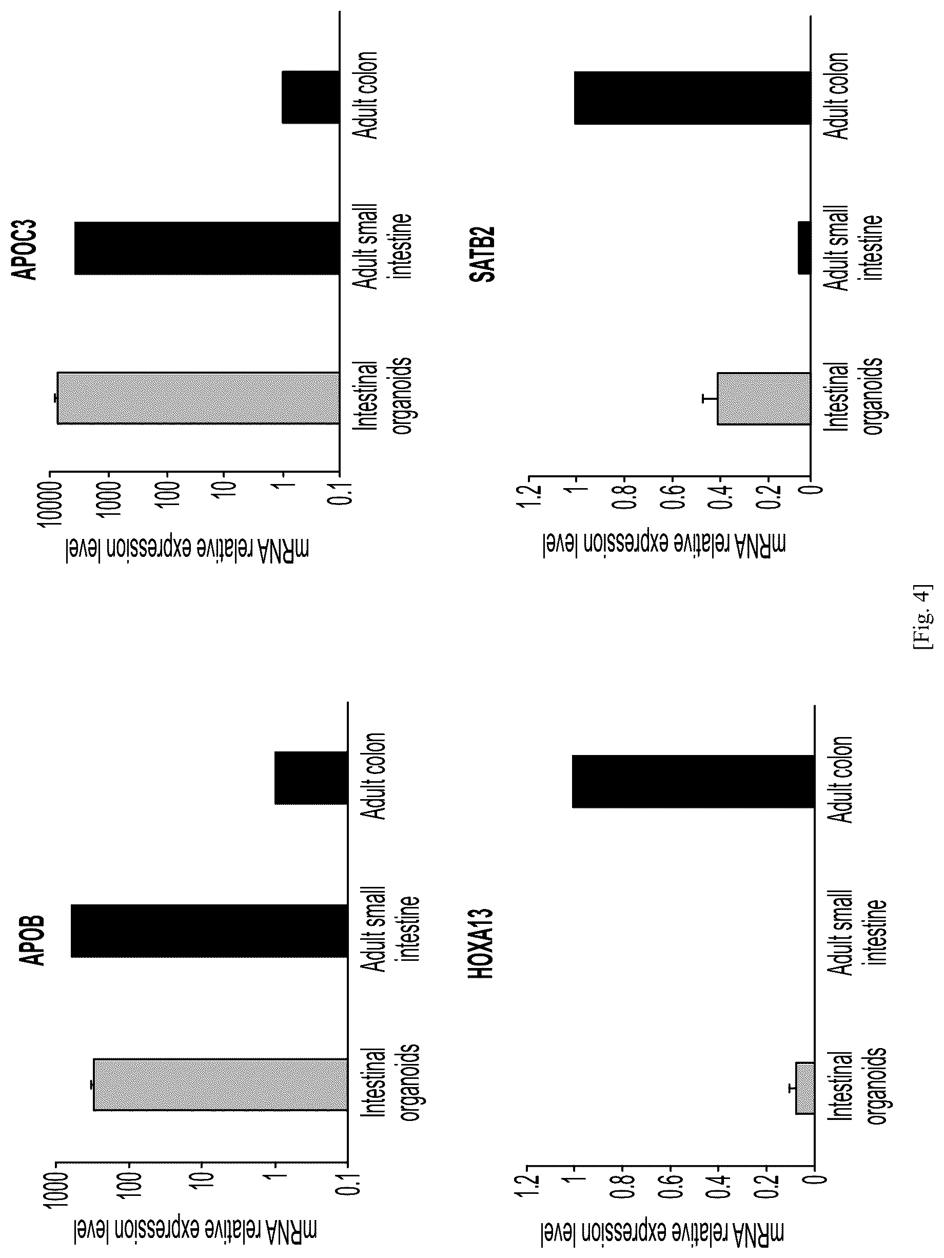 Patent US12134784 Figure 4 – Method for preparing intestinal tract cell layer derived from pluripotent stem cell