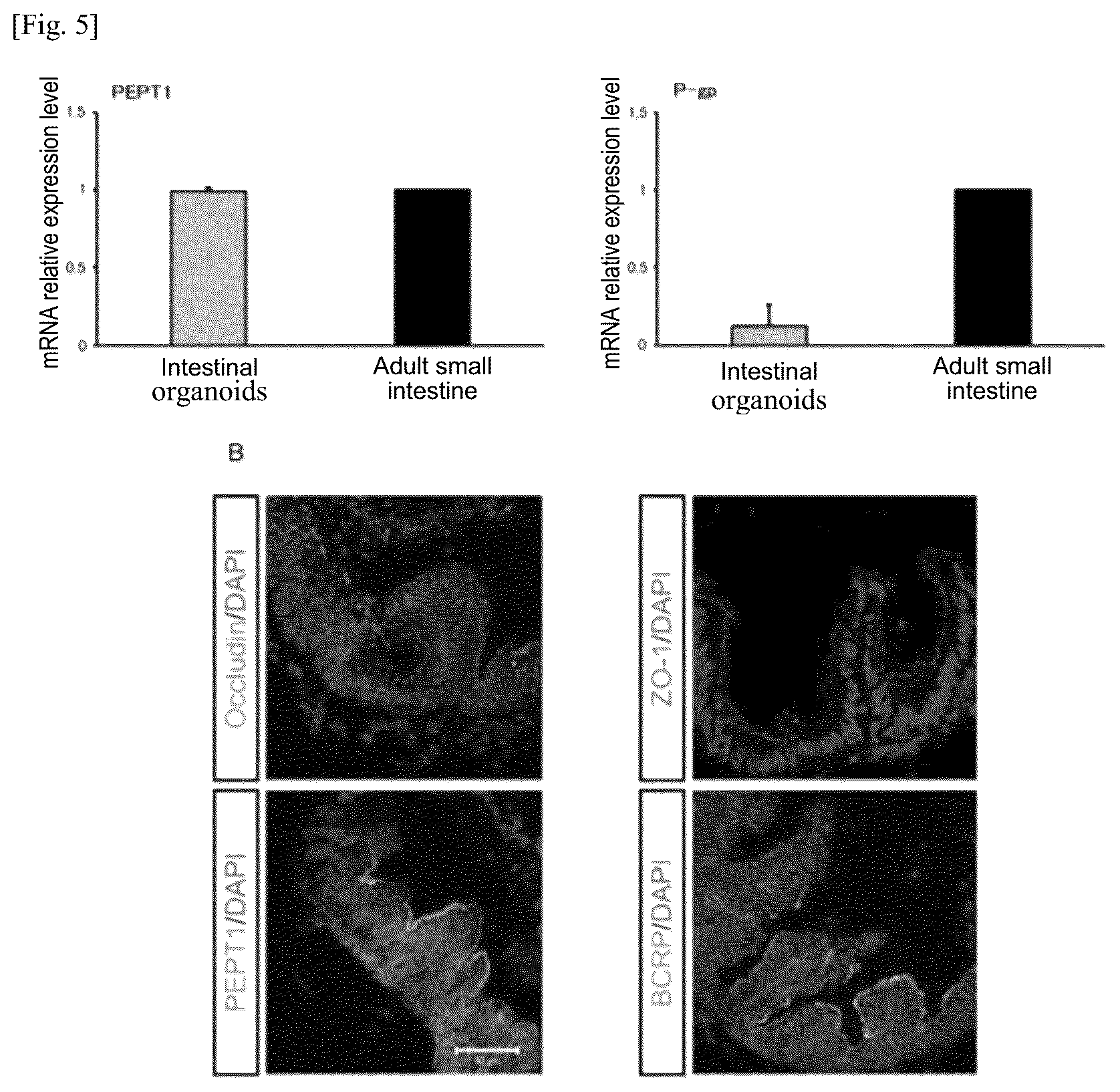 Patent US12134784 Figure 5 – Method for preparing intestinal tract cell layer derived from pluripotent stem cell