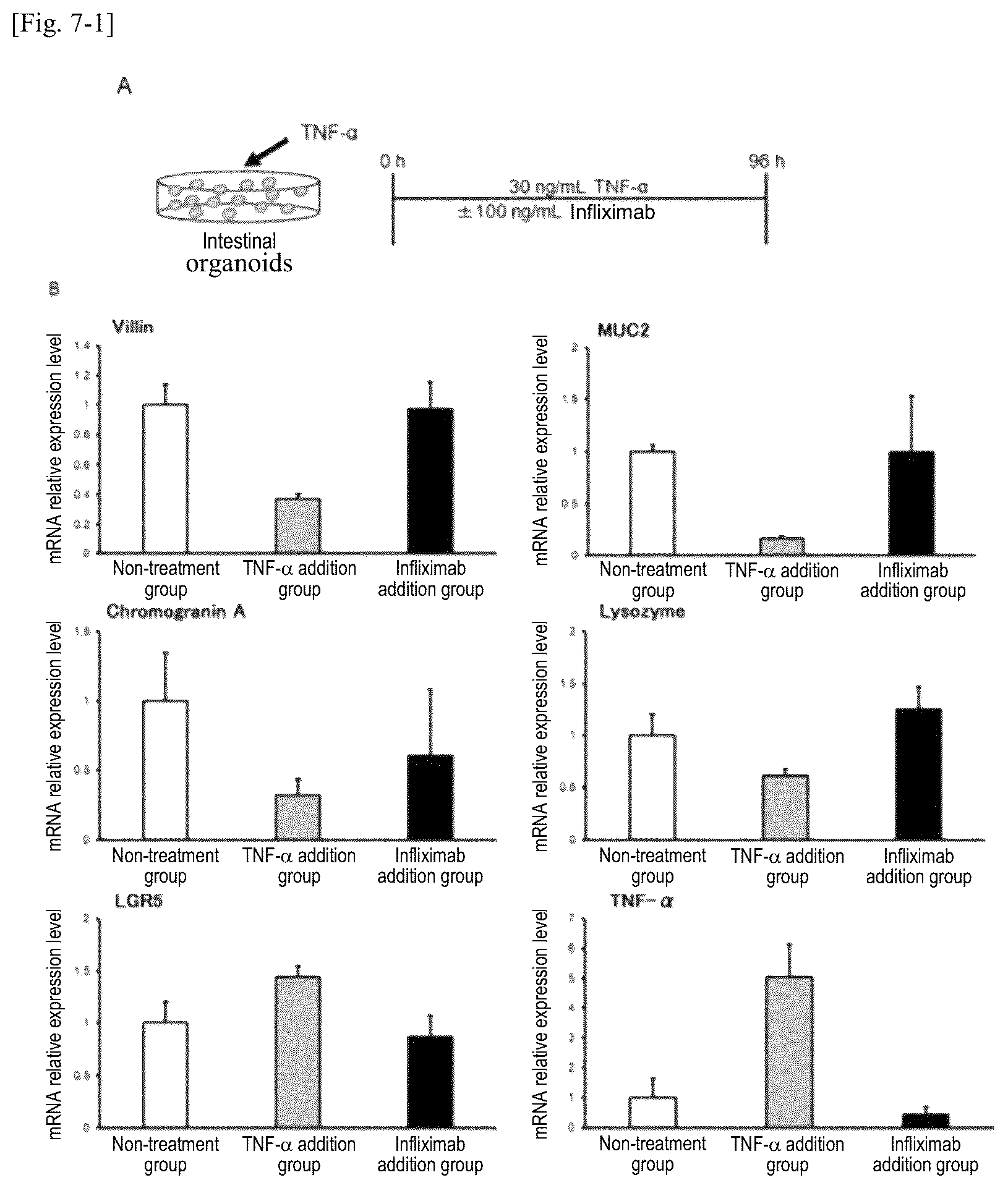 Patent US12134784 Figure 7 – Method for preparing intestinal tract cell layer derived from pluripotent stem cell