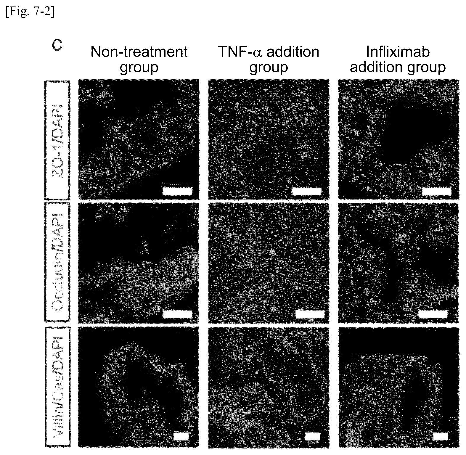 Patent US12134784 Figure 8 – Method for preparing intestinal tract cell layer derived from pluripotent stem cell