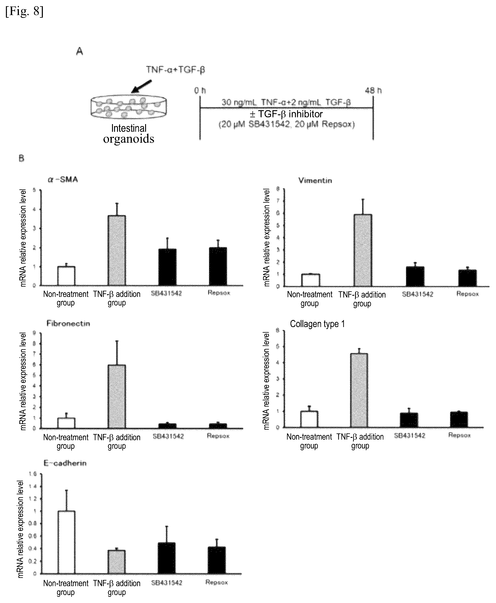 Patent US12134784 Figure 9 – Method for preparing intestinal tract cell layer derived from pluripotent stem cell