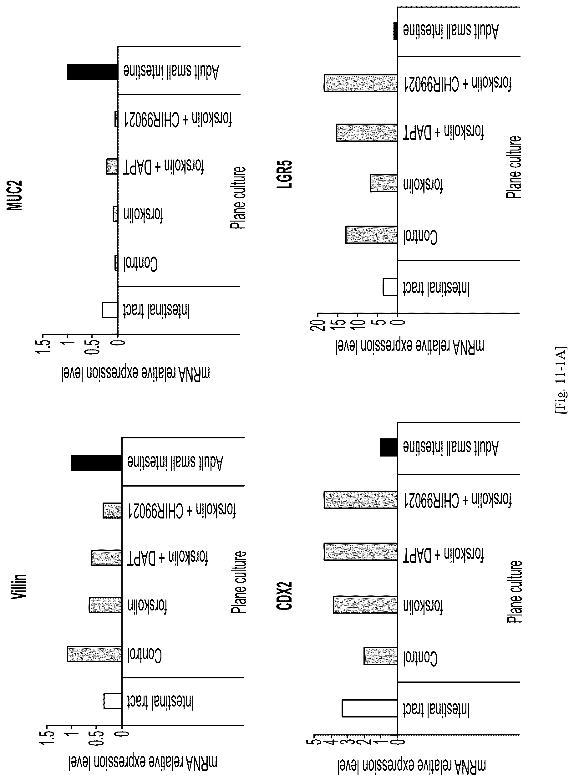 Patent US12134784 Figure 12 – Method for preparing intestinal tract cell layer derived from pluripotent stem cell