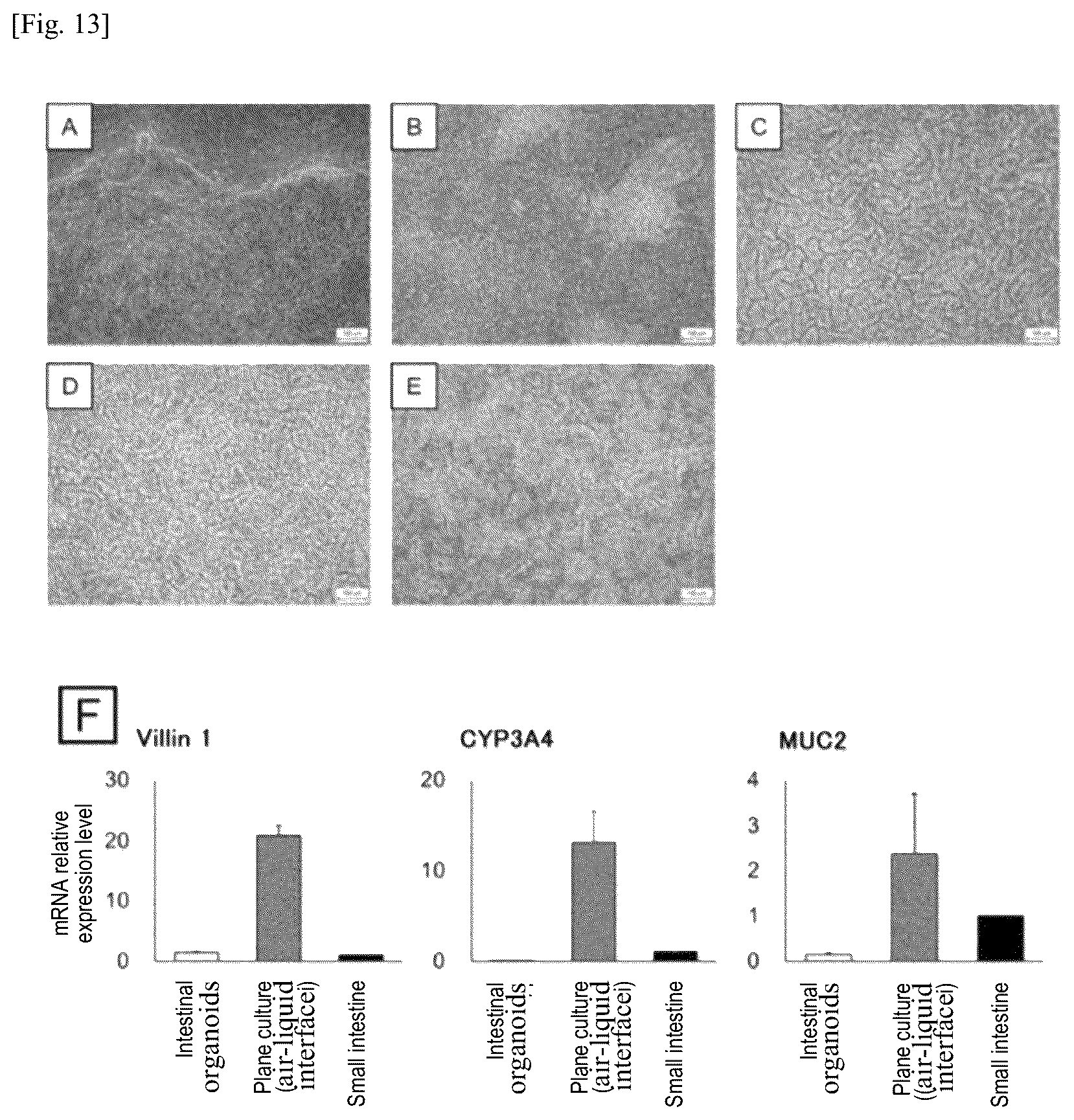 Patent US12134784 Figure 15 – Method for preparing intestinal tract cell layer derived from pluripotent stem cell