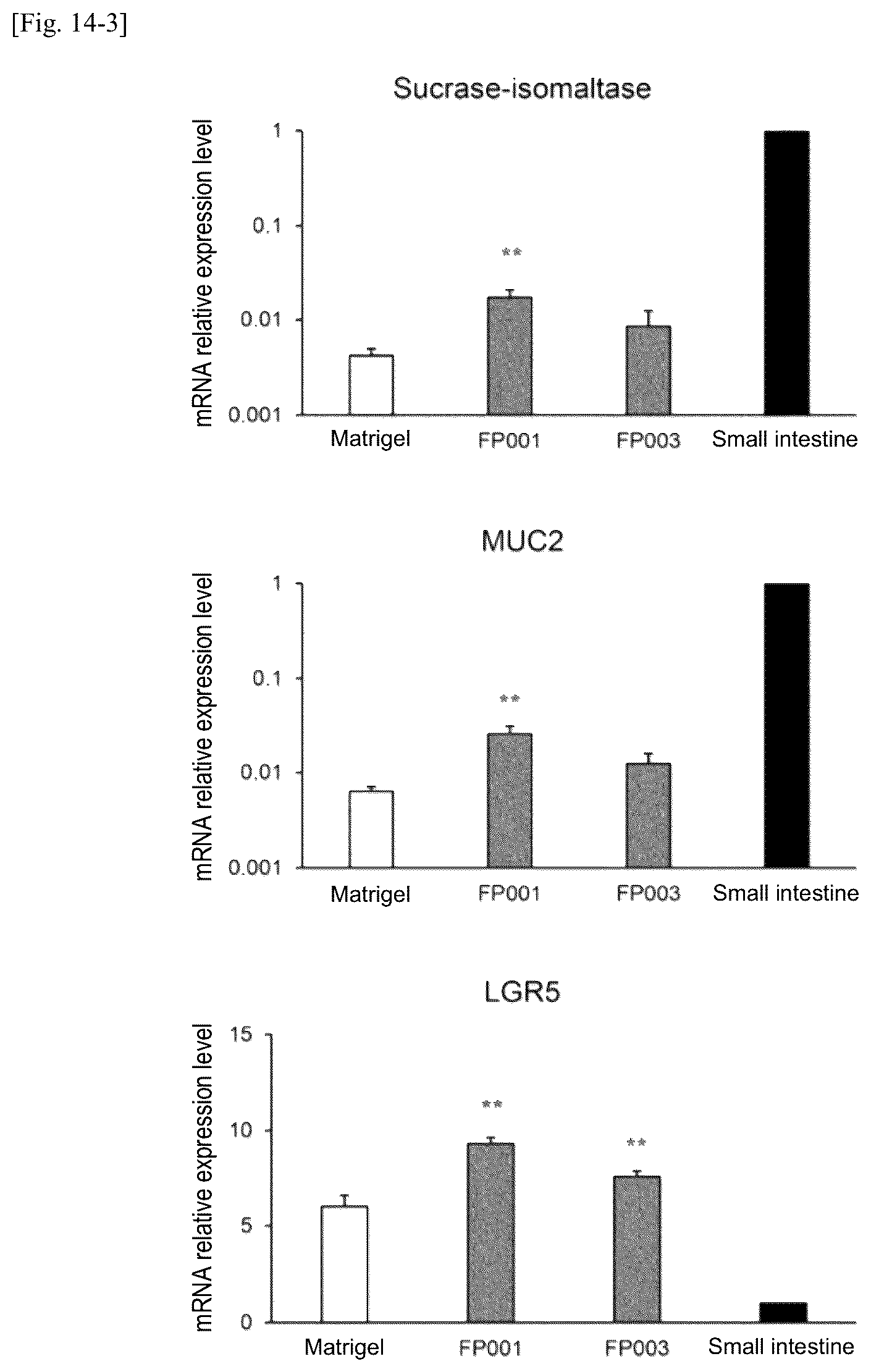 Patent US12134784 Figure 18 – Method for preparing intestinal tract cell layer derived from pluripotent stem cell