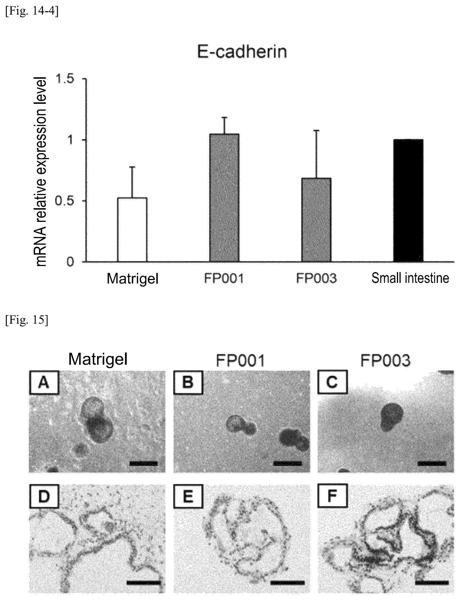 Patent US12134784 Figure 19 – Method for preparing intestinal tract cell layer derived from pluripotent stem cell