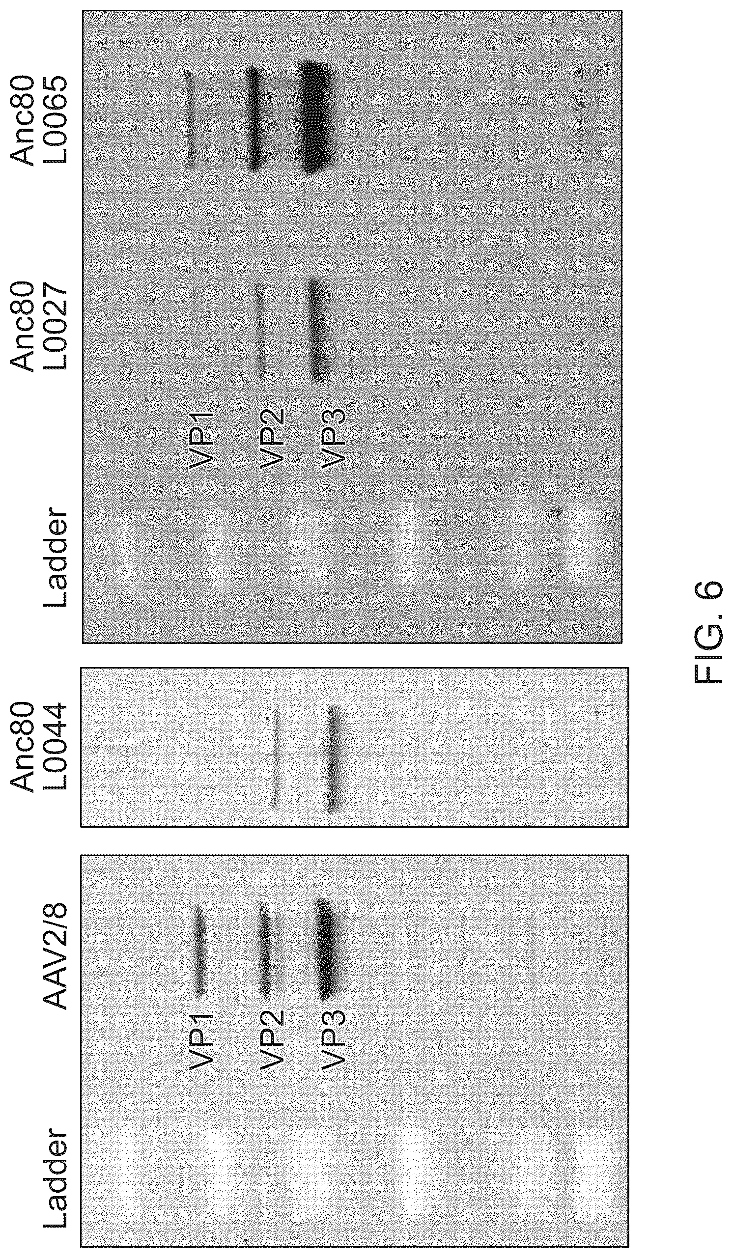Patent US12134786 Figure 11 – Methods of predicting ancestral virus sequences and uses thereof