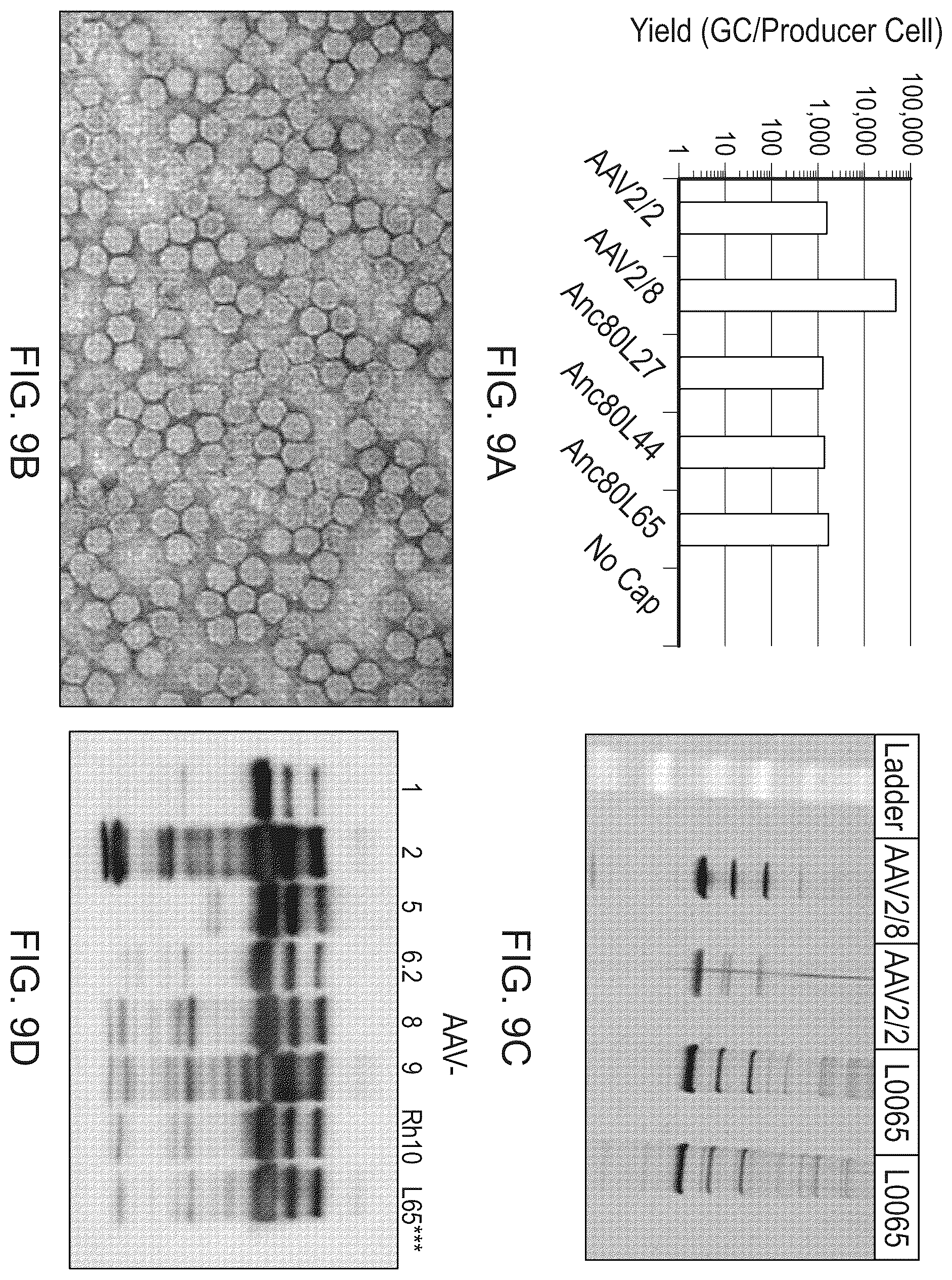 Patent US12134786 Figure 14 – Methods of predicting ancestral virus sequences and uses thereof