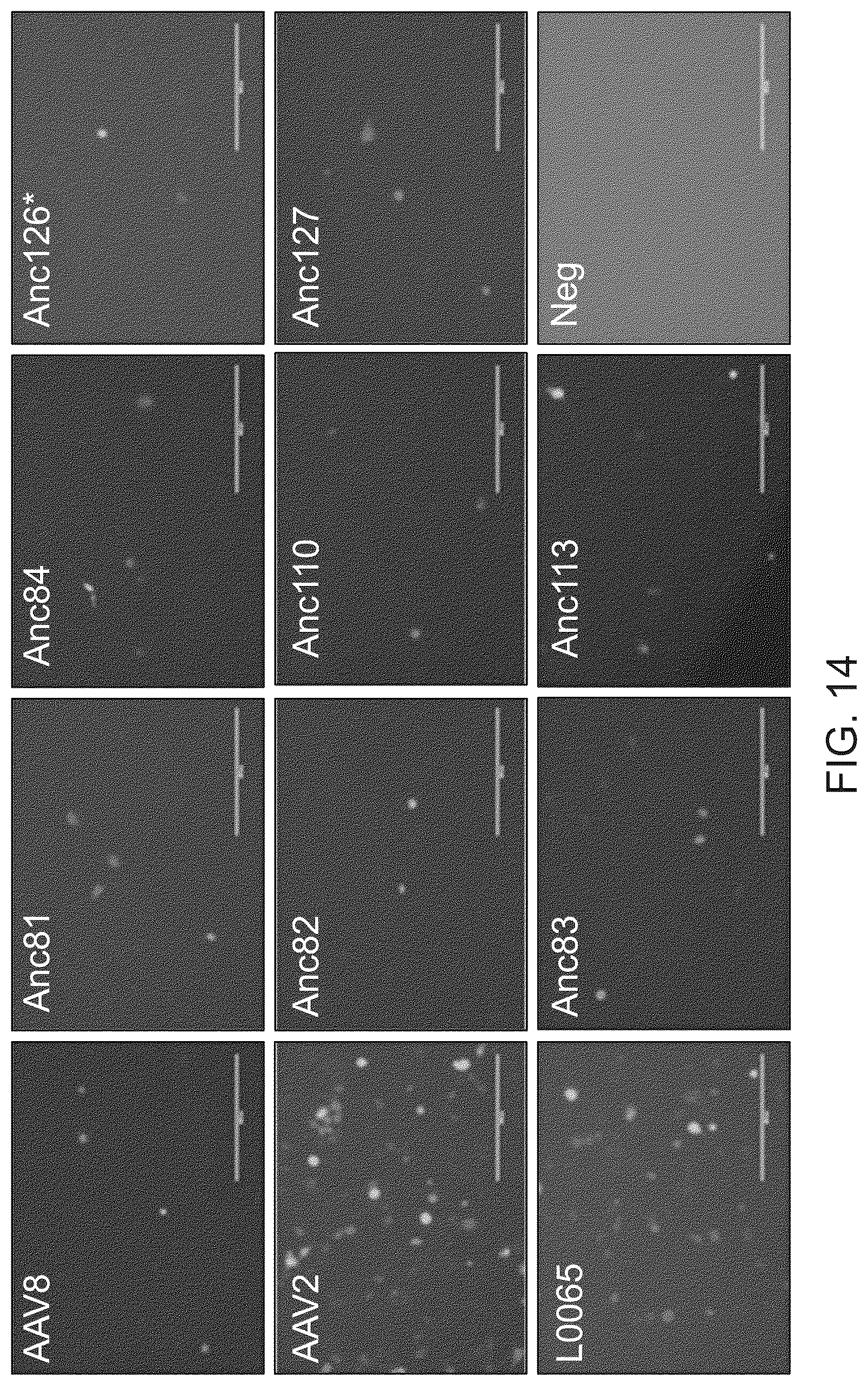 Patent US12134786 Figure 20 – Methods of predicting ancestral virus sequences and uses thereof