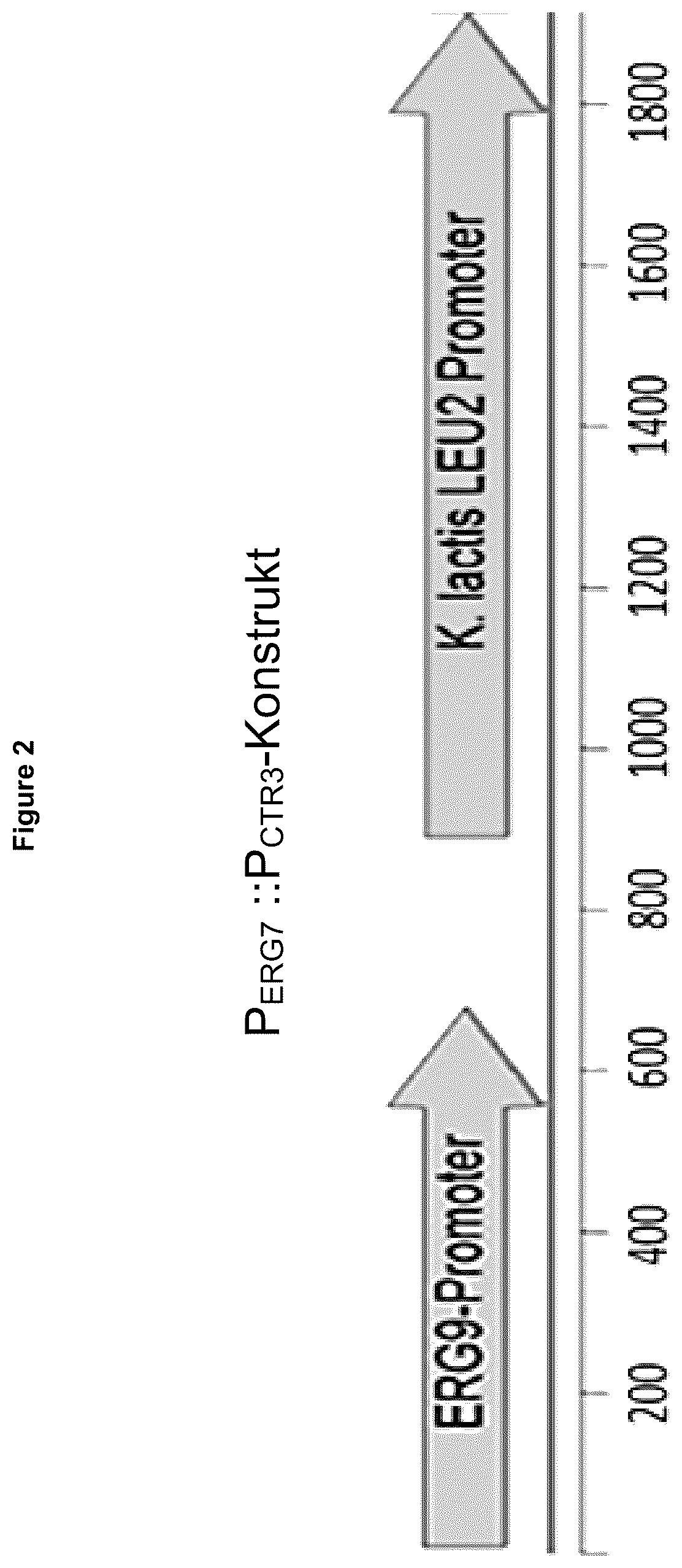 Patent US12134787 Figure 2 – Method for increasing the yield of oxidosqualene, triterpenes and/or triterpenoids and host cell therefore