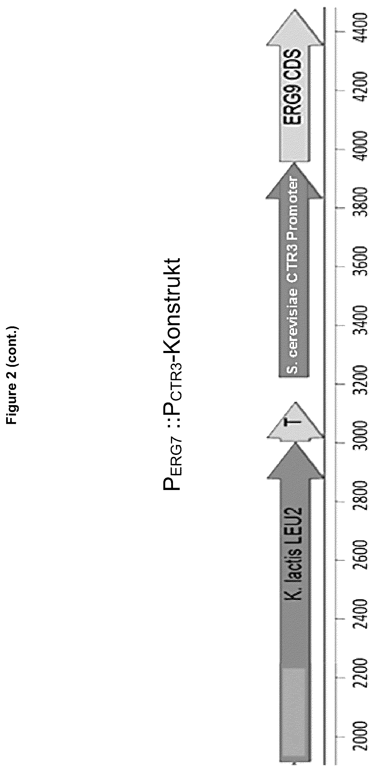 Patent US12134787 Figure 3 – Method for increasing the yield of oxidosqualene, triterpenes and/or triterpenoids and host cell therefore
