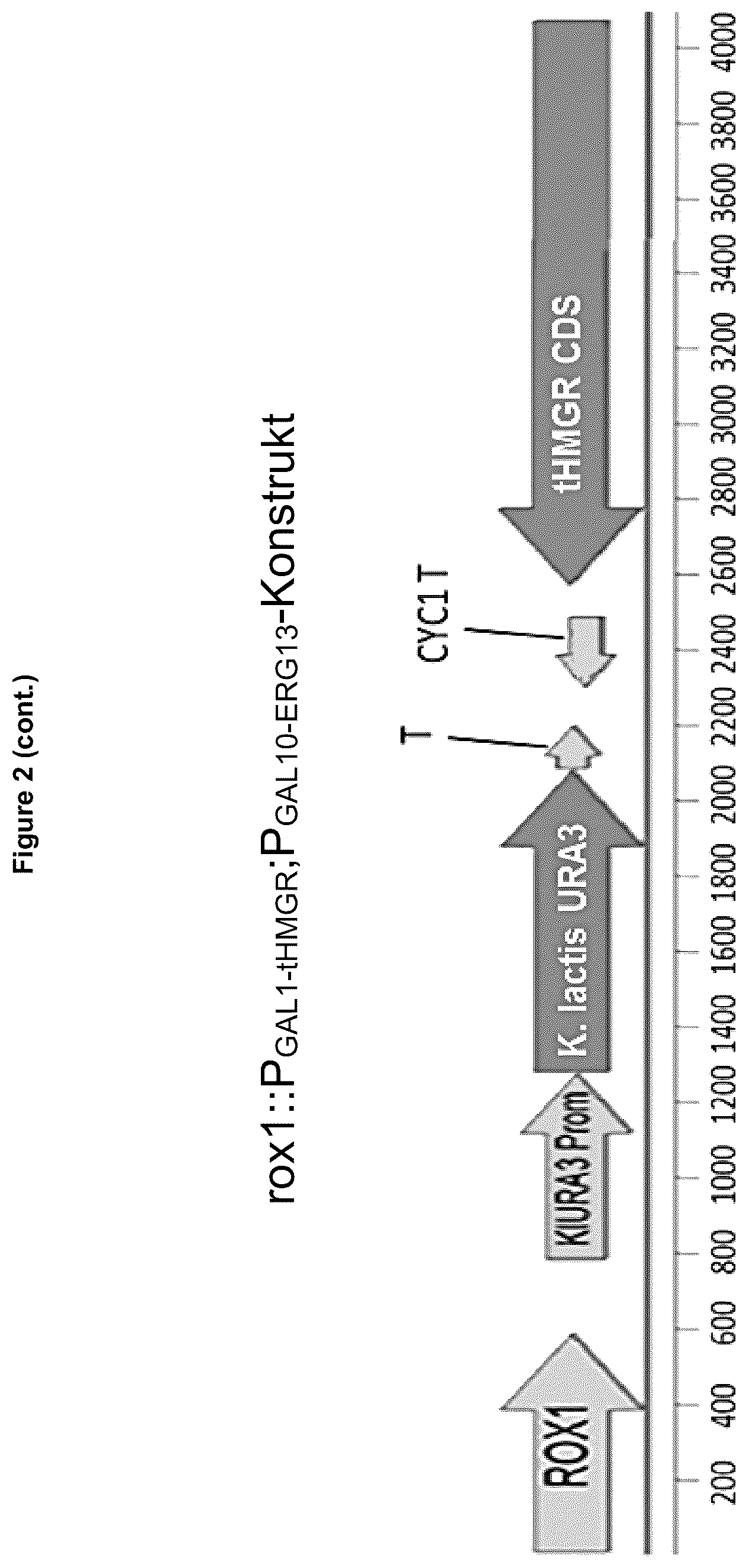 Patent US12134787 Figure 4 – Method for increasing the yield of oxidosqualene, triterpenes and/or triterpenoids and host cell therefore
