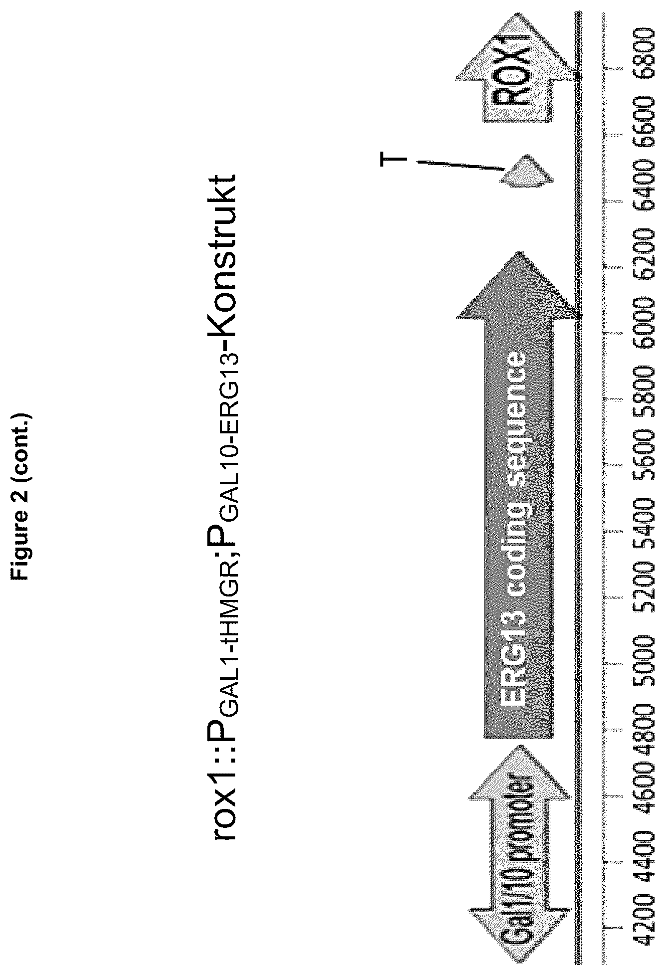 Patent US12134787 Figure 5 – Method for increasing the yield of oxidosqualene, triterpenes and/or triterpenoids and host cell therefore