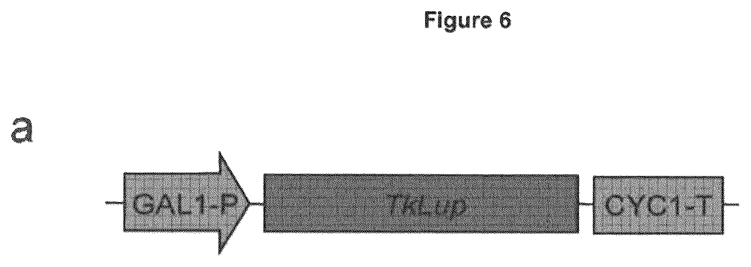 Patent US12134787 Figure 12 – Method for increasing the yield of oxidosqualene, triterpenes and/or triterpenoids and host cell therefore