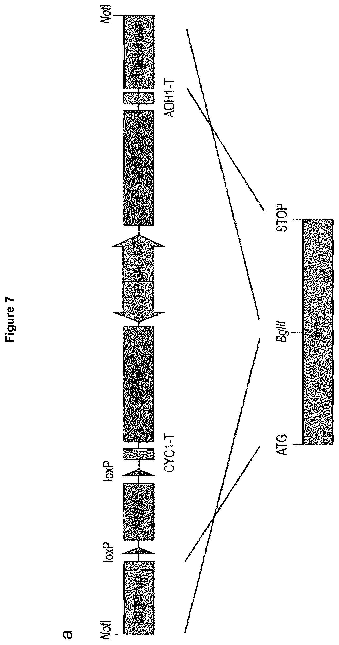 Patent US12134787 Figure 15 – Method for increasing the yield of oxidosqualene, triterpenes and/or triterpenoids and host cell therefore