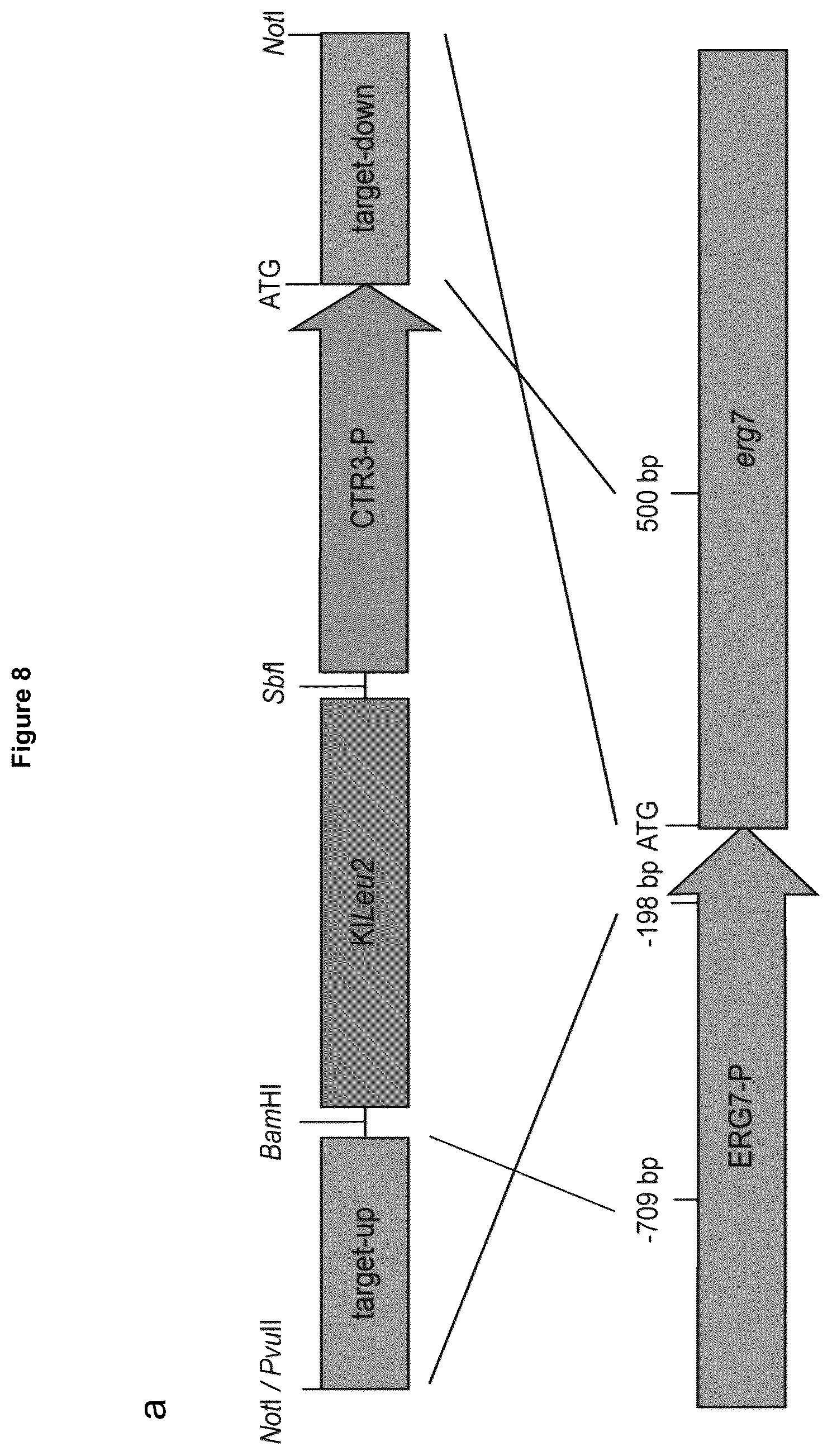 Patent US12134787 Figure 20 – Method for increasing the yield of oxidosqualene, triterpenes and/or triterpenoids and host cell therefore