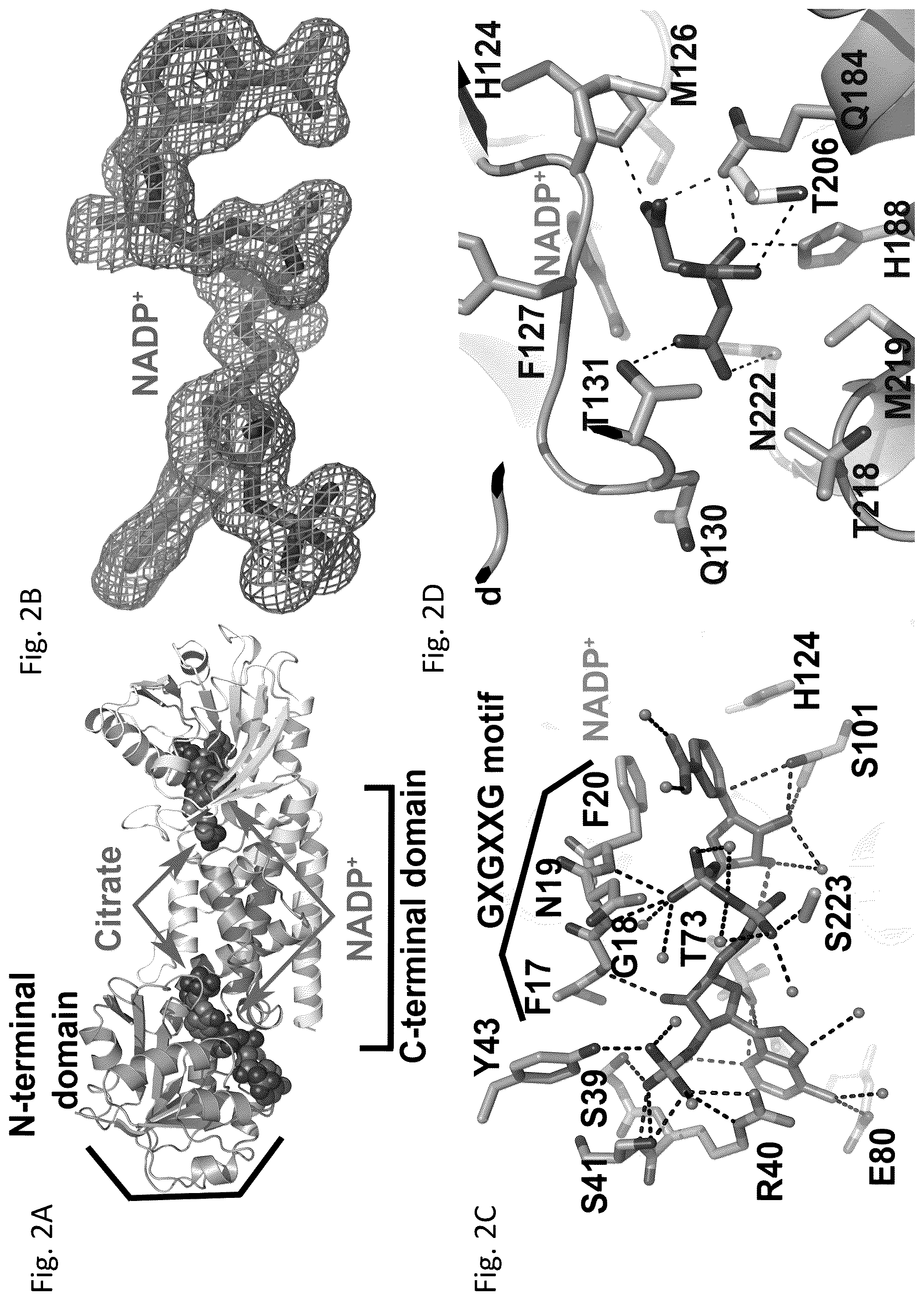Patent US12134788 Figure 2 – Engineered prephenate dehydrogenases and arogenate dehydrogenases and methods of using the same