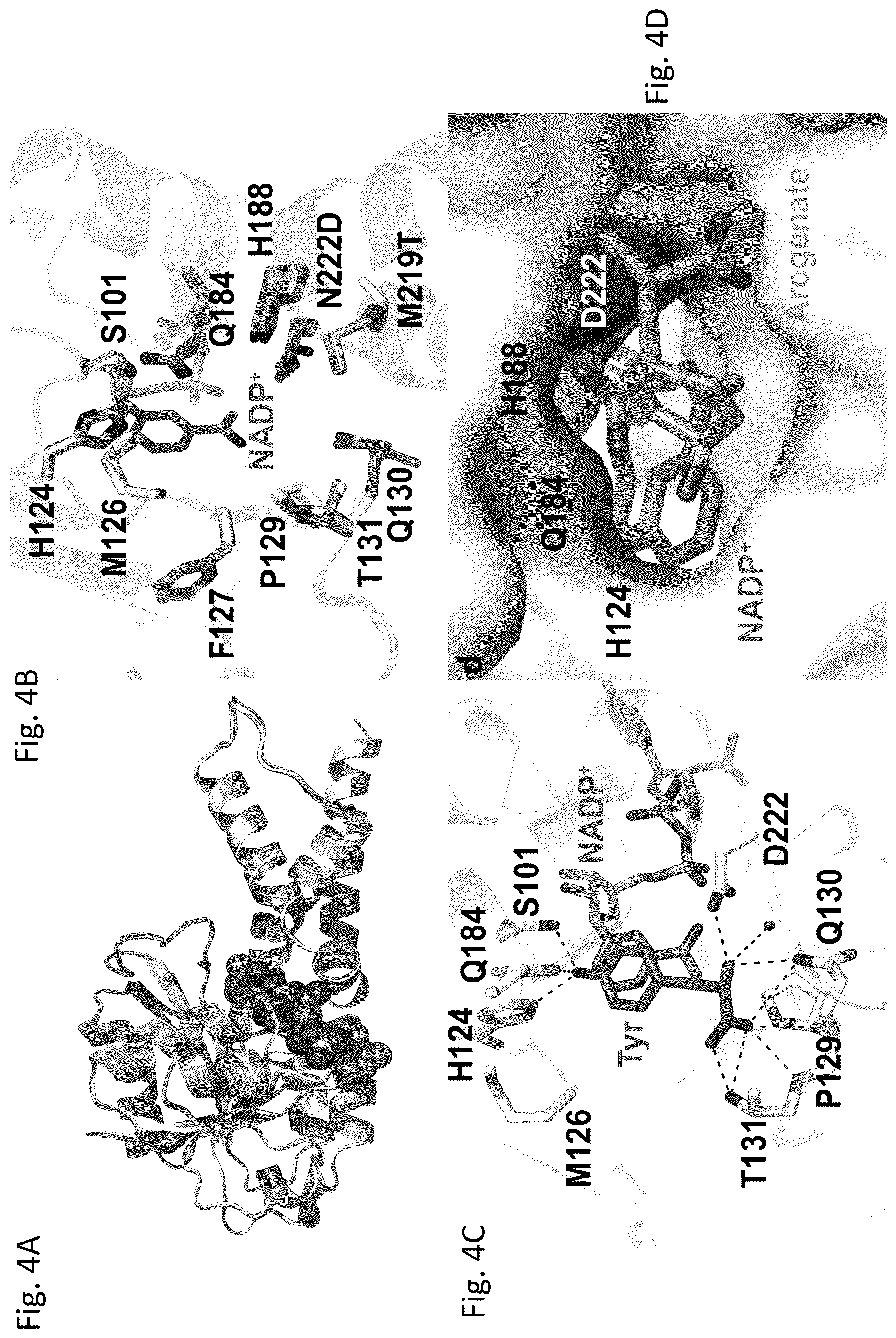 Patent US12134788 Figure 4 – Engineered prephenate dehydrogenases and arogenate dehydrogenases and methods of using the same