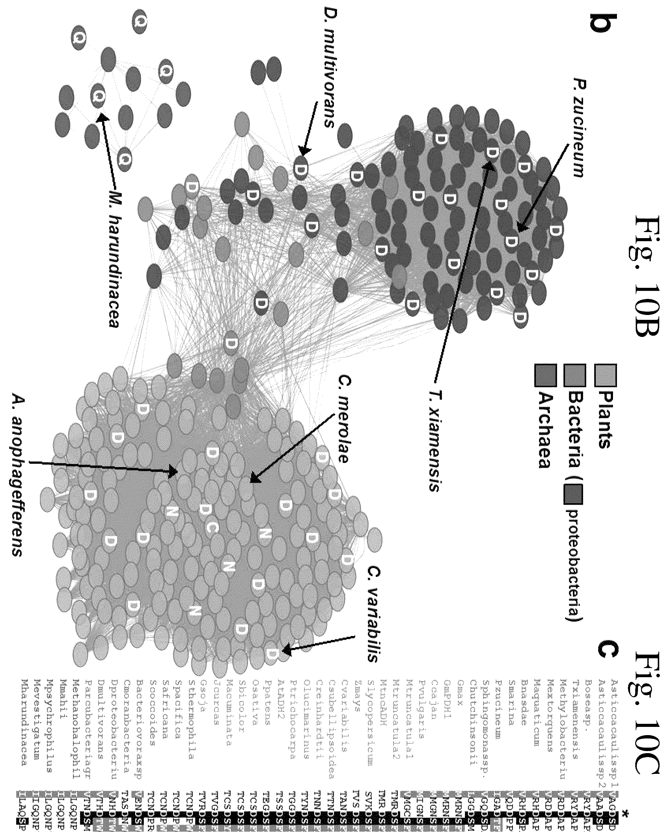 Patent US12134788 Figure 17 – Engineered prephenate dehydrogenases and arogenate dehydrogenases and methods of using the same