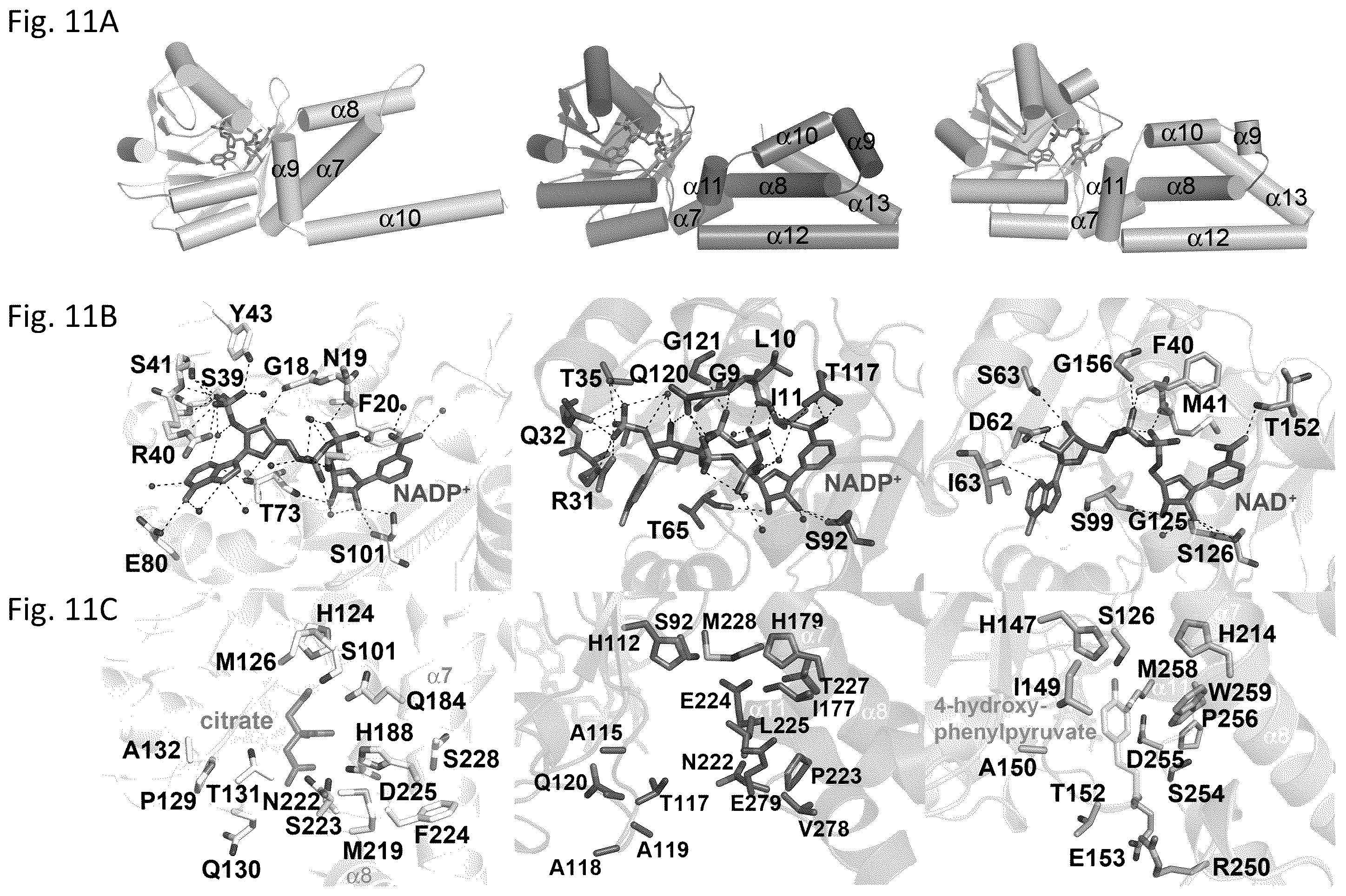 Patent US12134788 Figure 18 – Engineered prephenate dehydrogenases and arogenate dehydrogenases and methods of using the same