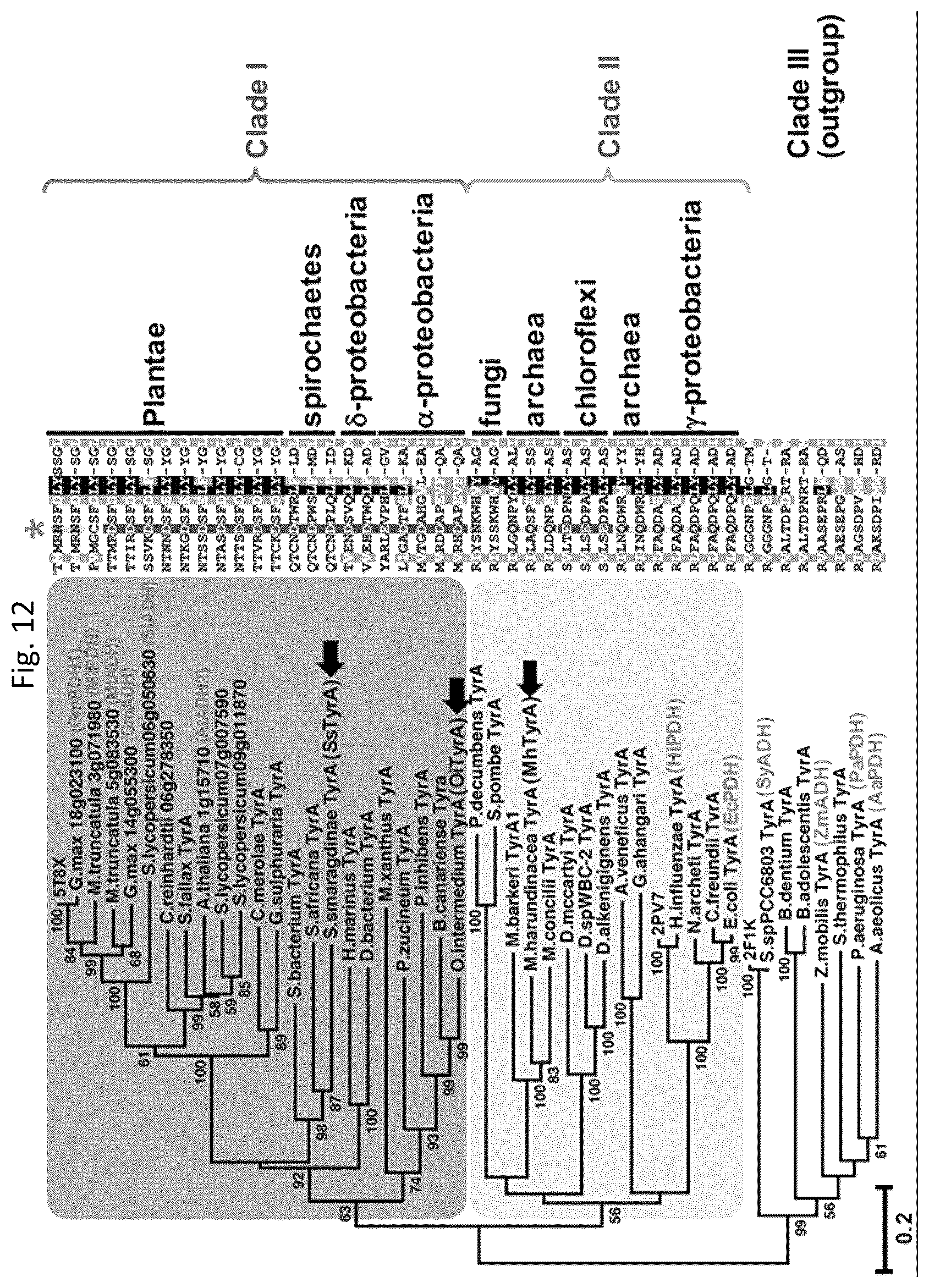 Patent US12134788 Figure 19 – Engineered prephenate dehydrogenases and arogenate dehydrogenases and methods of using the same